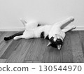 Cat lying on the floor 130544970