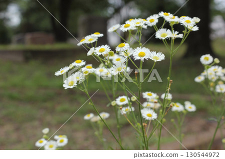 Close up of Wildflowers in Historic Cemetery, Liberty Hill 130544972