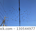 Blue sky and flock of birds 130544977