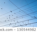 Wires and flock of birds 130544982