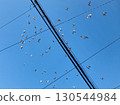 Birds flying in the sky 130544984