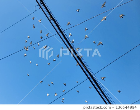 Birds flying in the sky Birds flying in the sky 130544984