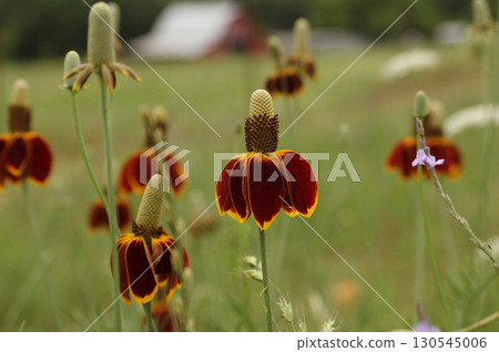 Close up of Wildflowers With Red Barn in Background. Rural East Texas Close up of Wildflowers With Red Barn in Background. Rural East Texas 130545006
