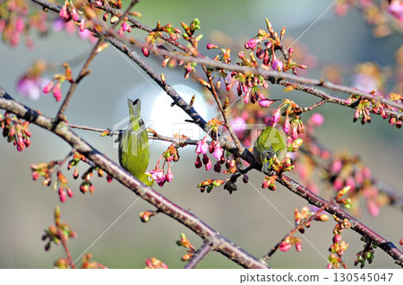 Tokaido Main Line Hayakawa-Nebukawa JR East White-eye 130545047