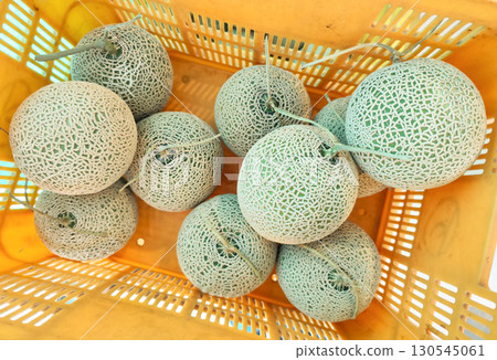 收穫的甜瓜(運送前) 收穫的甜瓜(運送前) 130545061