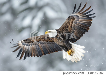 Bald Eagle. A bald eagle flying 130545187