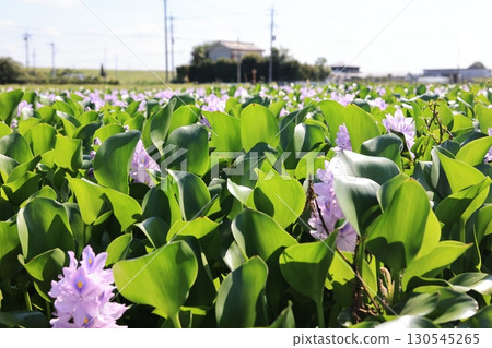 Water hyacinth flowers blooming in the rice fields of Roadside Station Otone, the hometown of children's songs Water hyacinth flowers blooming in the rice fields of Roadside Station Otone, the hometown of children's songs 130545265