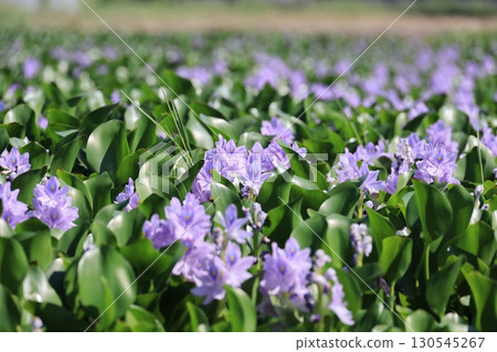 Water hyacinth flowers blooming in the rice fields of Roadside Station Otone, the hometown of children's songs 130545267