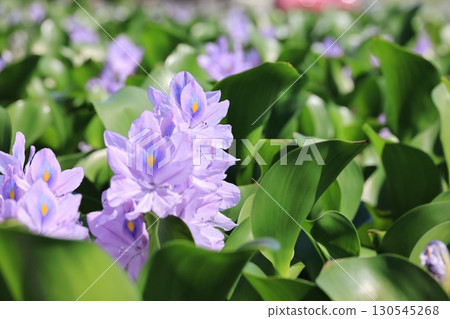 Water hyacinth flowers blooming in the rice fields of Roadside Station Otone, the hometown of children's songs Water hyacinth flowers blooming in the rice fields of Roadside Station Otone, the hometown of children's songs 130545268