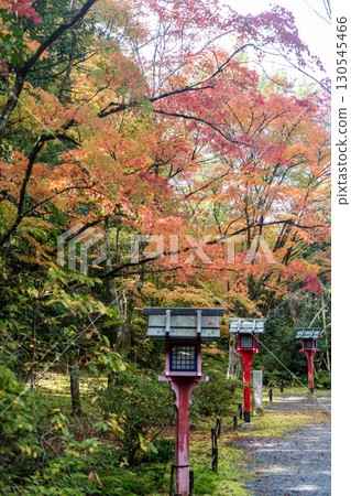 京都鷹峰常勝寺的秋葉 京都鷹峰常勝寺的秋葉 130545466