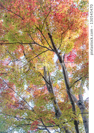京都鷹峰常勝寺的秋葉 京都鷹峰常勝寺的秋葉 130545470