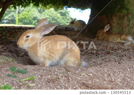 A rabbit on Okunoshima resting in the shade of a tree (Takehara City, Hiroshima Prefecture) A rabbit on Okunoshima resting in the shade of a tree (Takehara City, Hiroshima Prefecture) 130545513