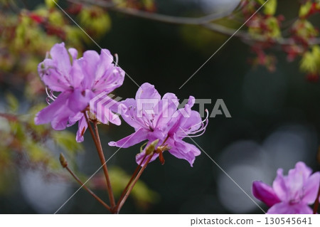 Bright pink Mitsuba azalea flowers Bright pink Mitsuba azalea flowers 130545641