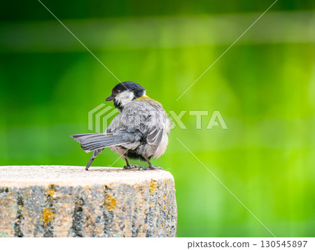 Great tit perched on a stump 130545897