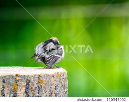 Great tit perched on a stump 130545902