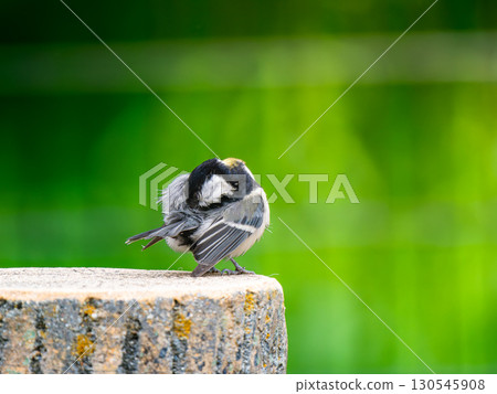 Great tit perched on a stump Great tit perched on a stump 130545908