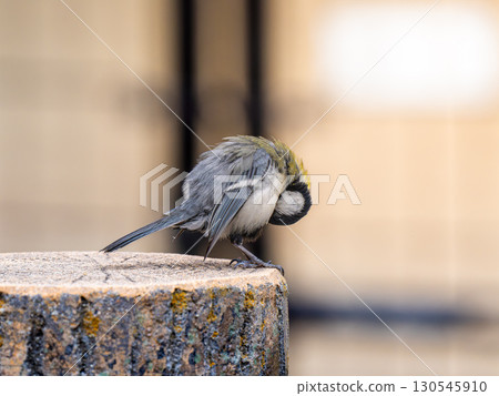 Great tit perched on a stump Great tit perched on a stump 130545910