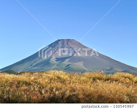 Susuki shining in the morning sun and Mount Fuji 130545997