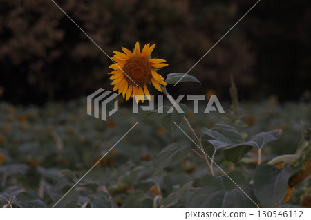 向日葵在夏日餘熱中 130546112
