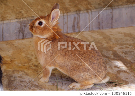 Indoor rabbits Indoor rabbits 130546115