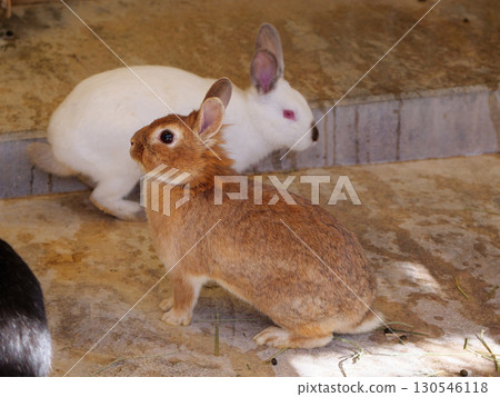 室內兔子 130546118