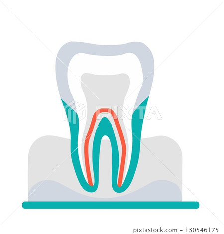 Tooth cross section. 130546175