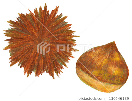Illustration of chestnuts and burrs Autumn material Oil pastel painting Illustration of chestnuts and burrs Autumn material Oil pastel painting 130546189