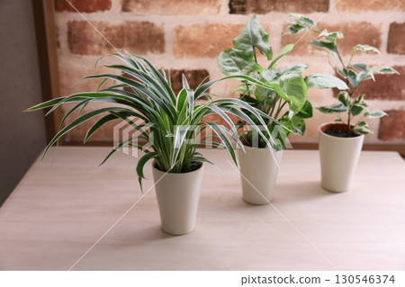 Foliage plant Foliage plant 130546374