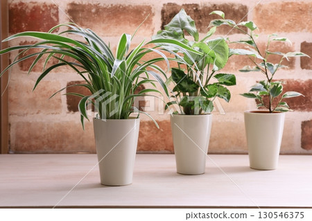 Foliage plant Foliage plant 130546375