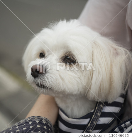 白狗望著遠方 130546625