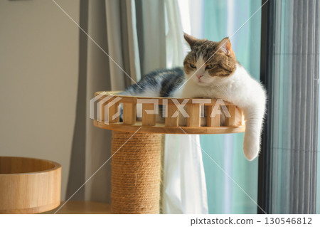 pet care concept with scottish cat relax and sleep in living room 130546812