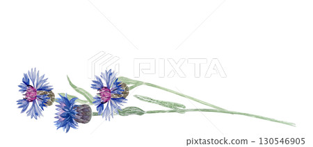 Watercolor blue knapweed blossoms and green leaves. Hand-painted botanical illustration with delicate wildflowers. Perfect for borders, greeting cards, rustic patterns, garden design, and eco Watercolor blue knapweed blossoms and green leaves. Hand-painted botanical illustration with delicate wildflowers. Perfect for borders, greeting cards, rustic patterns, garden design, and eco 130546905