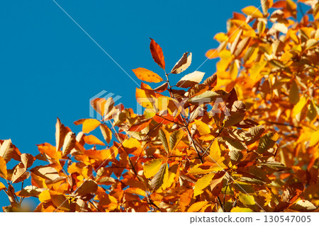黃色橡樹與藍天 130547005