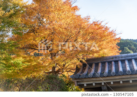 Autumn leaves of Izushi Castle 130547105