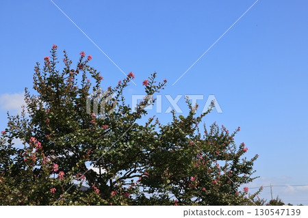 A crepe myrtle tree in bloom in late summer A crepe myrtle tree in bloom in late summer 130547139