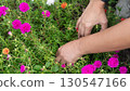 Gardener is hands weed through a flower bed. Flower garden of Morning Glory. 130547166