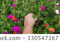 Gardener is hands part the flowerbeds and pick out weeds. Top view of flower garden Morning Glory. 130547167