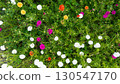 Above view of colorful flowers of the tree Morning Glory. Blooming in the morning sunlight. Flowers blooming in the flowerbed. 130547170
