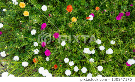 Above view of colorful flowers of the tree Morning Glory. Blooming in the morning sunlight. Flowers blooming in the flowerbed. 130547170