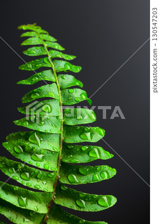 Fresh wet fern leaf with water drops on a black background. Fresh wet fern leaf with water drops on a black background. 130547203