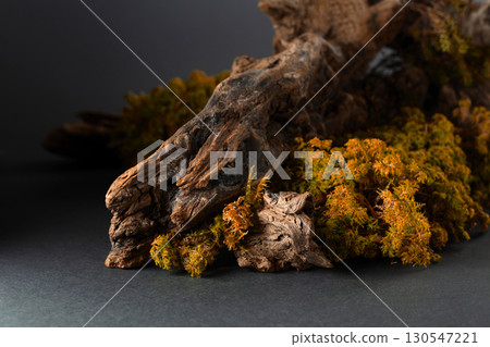 Abstract north nature scene with a composition of lichen, moss, and old snags. 130547221