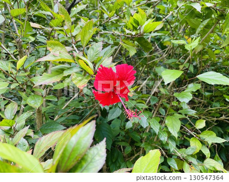 Okinawa red hibiscus Okinawa red hibiscus 130547364