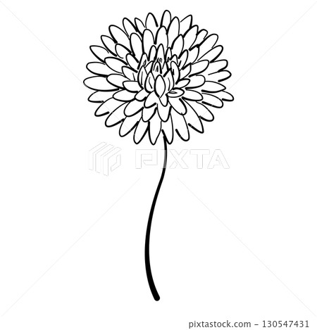 Chrysanthemum bloom Line Art Clipart Hand Drawn Black and White Leaf Outline Illustration Fall Foliage Transparent Background for Stickers Journals Scrapbooking Craft printable 130547431