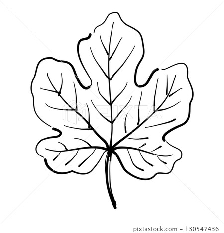 Maple leaf Autumn Leaf Line Art Clipart Hand Drawn Black and White Leaf Outline Illustration Fall Foliage Transparent Background for Stickers Journals Scrapbooking Craft printable 130547436