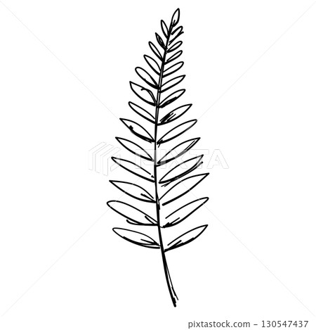 Fall single fern straight Line Art Clipart Hand Drawn Black and White Leaf Outline Illustration Fall Foliage Transparent Background for Stickers Journals Scrapbooking Craft printable 130547437