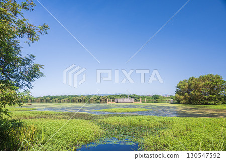 The waterside of the Yodo River covered with aquatic plants, Moriguchi City, Osaka Prefecture The waterside of the Yodo River covered with aquatic plants, Moriguchi City, Osaka Prefecture 130547592