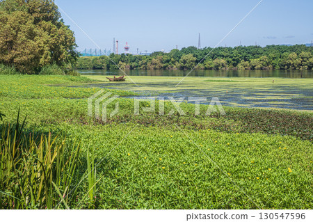 大阪府守口市淀川水岸,水生植物繁茂 大阪府守口市淀川水岸,水生植物繁茂 130547596