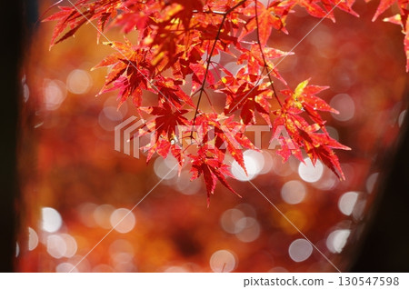 色彩鮮豔的秋葉和美麗的模糊背景 色彩鮮豔的秋葉和美麗的模糊背景 130547598