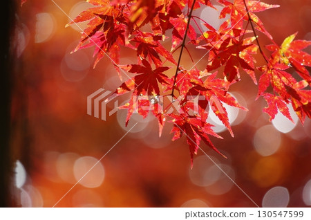色彩鮮豔的秋葉和美麗的模糊背景 130547599