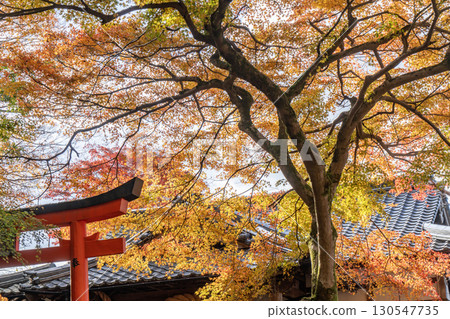 出石城有子山稻荷神社的秋葉 出石城有子山稻荷神社的秋葉 130547735